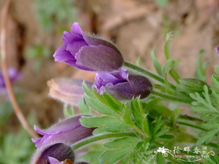 白头翁Pulsatilla chinensis 白头翁Pulsatilla chinensis