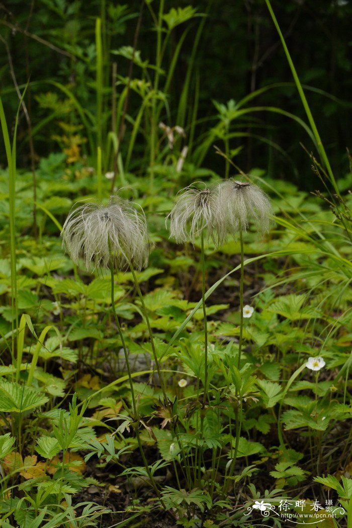 白头翁Pulsatilla chinensis