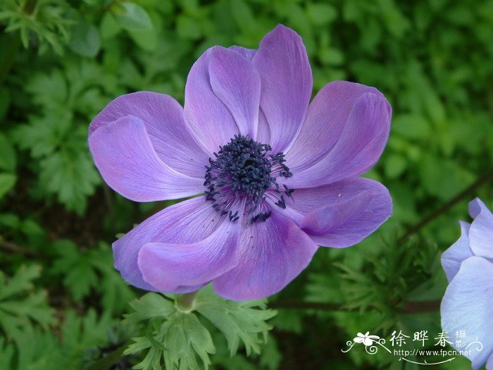 欧洲银莲花anemonecoronaria
