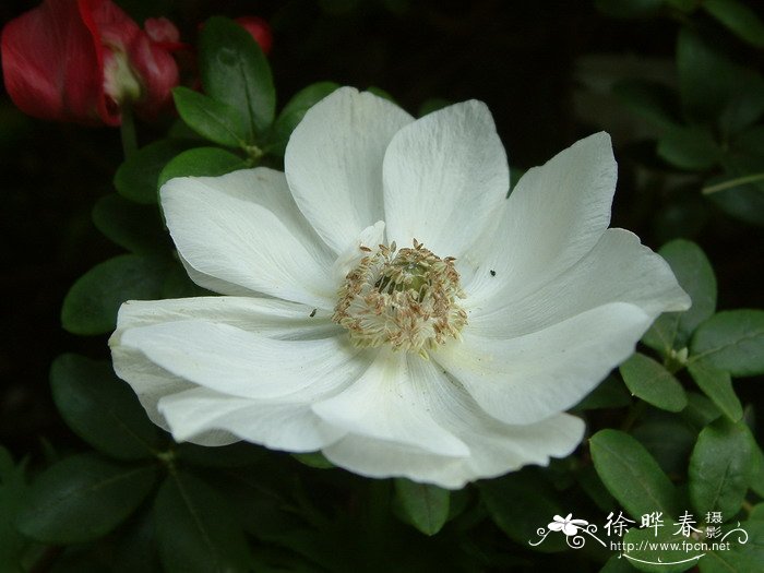 欧洲银莲花Anemone coronaria 欧洲银莲花Anemone coronaria