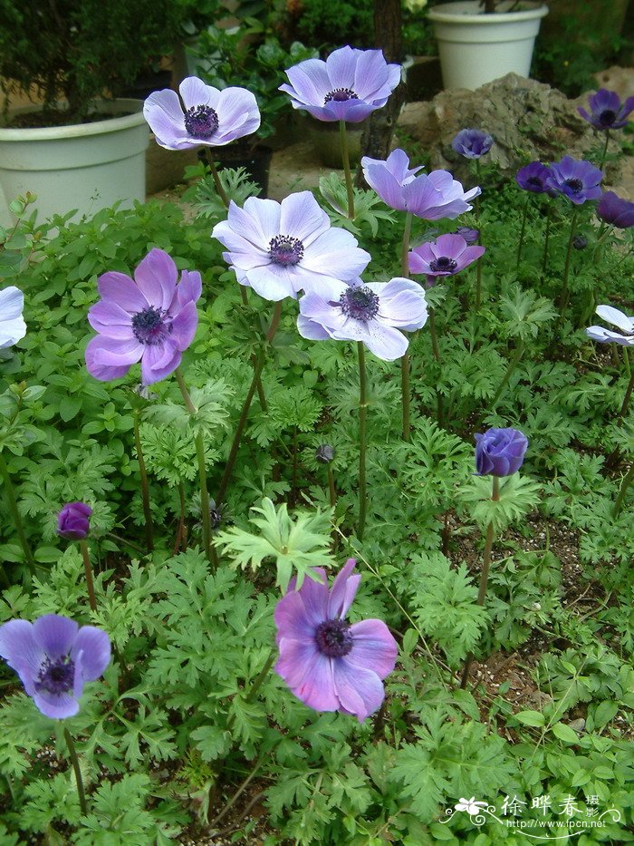 欧洲银莲花Anemone coronaria 欧洲银莲花Anemone coronaria
