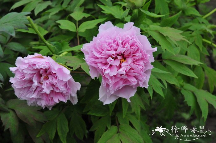 牡丹Paeonia suffruticosa 牡丹Paeonia suffruticosa