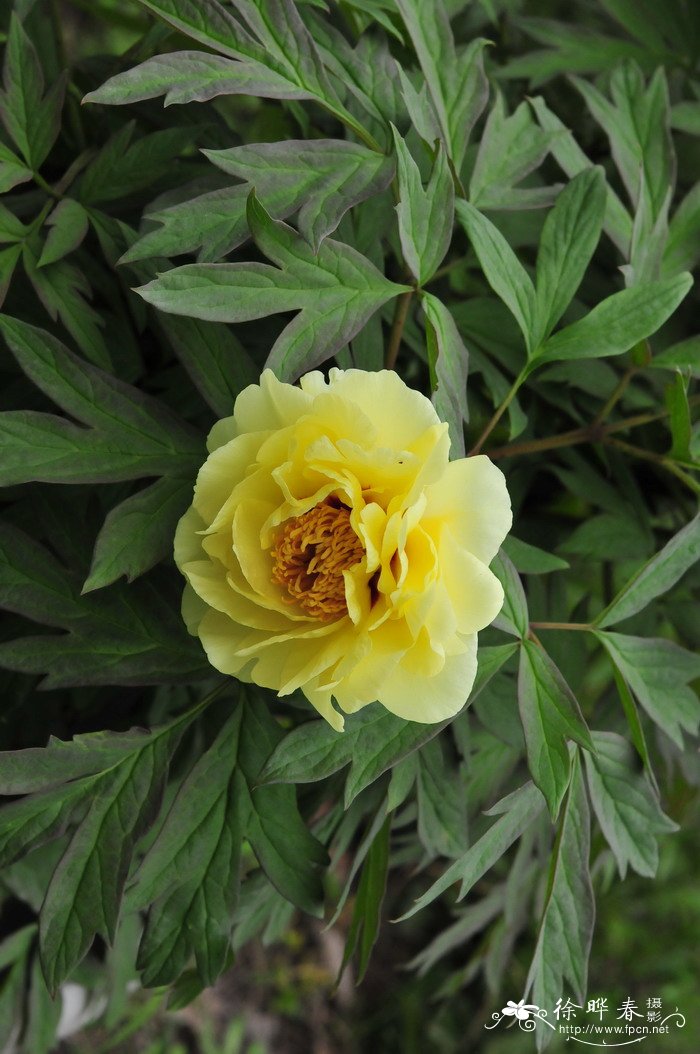 牡丹Paeonia suffruticosa