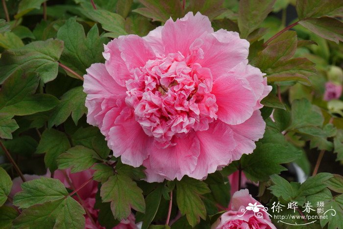 牡丹Paeonia suffruticosa 牡丹Paeonia suffruticosa