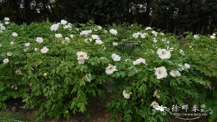 牡丹Paeonia suffruticosa 牡丹Paeonia suffruticosa