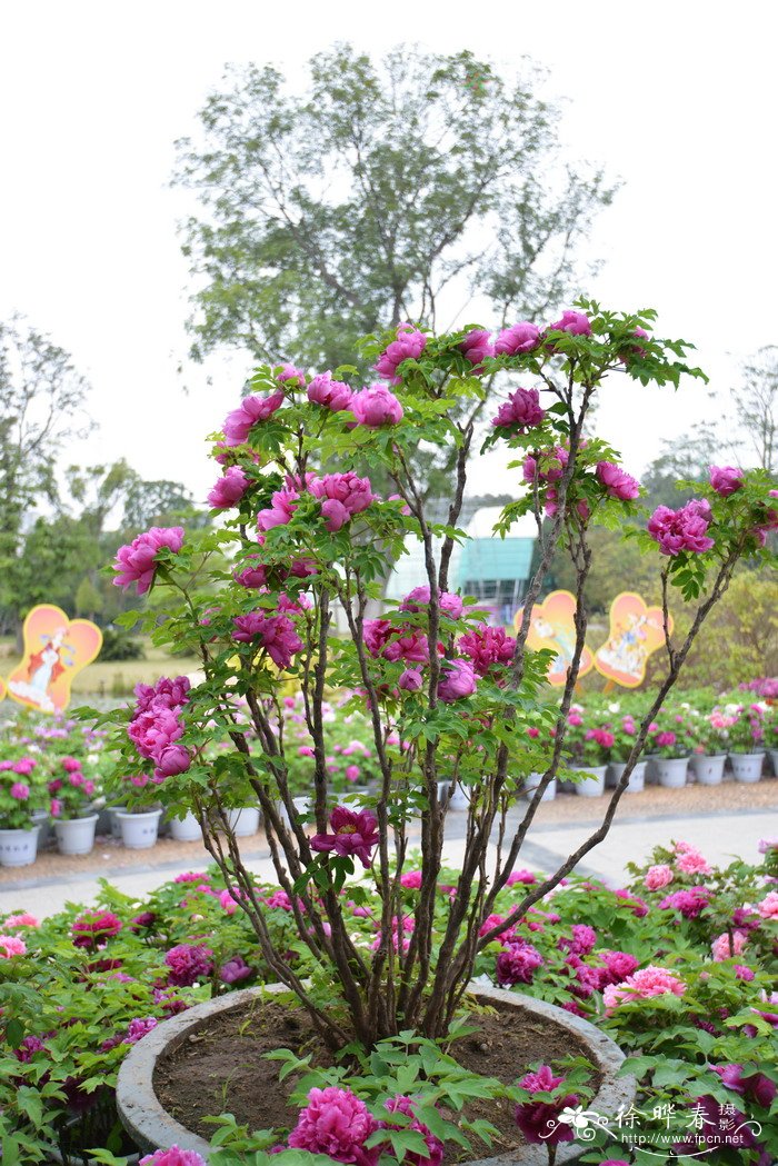 牡丹Paeonia suffruticosa 牡丹Paeonia suffruticosa