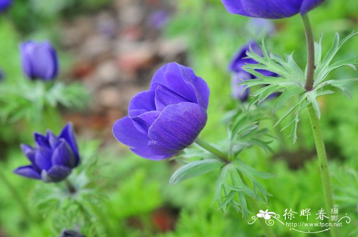 福克银莲花Anemone ‘Mr.Fokker’ 福克银莲花Anemone ‘Mr.Fokker’