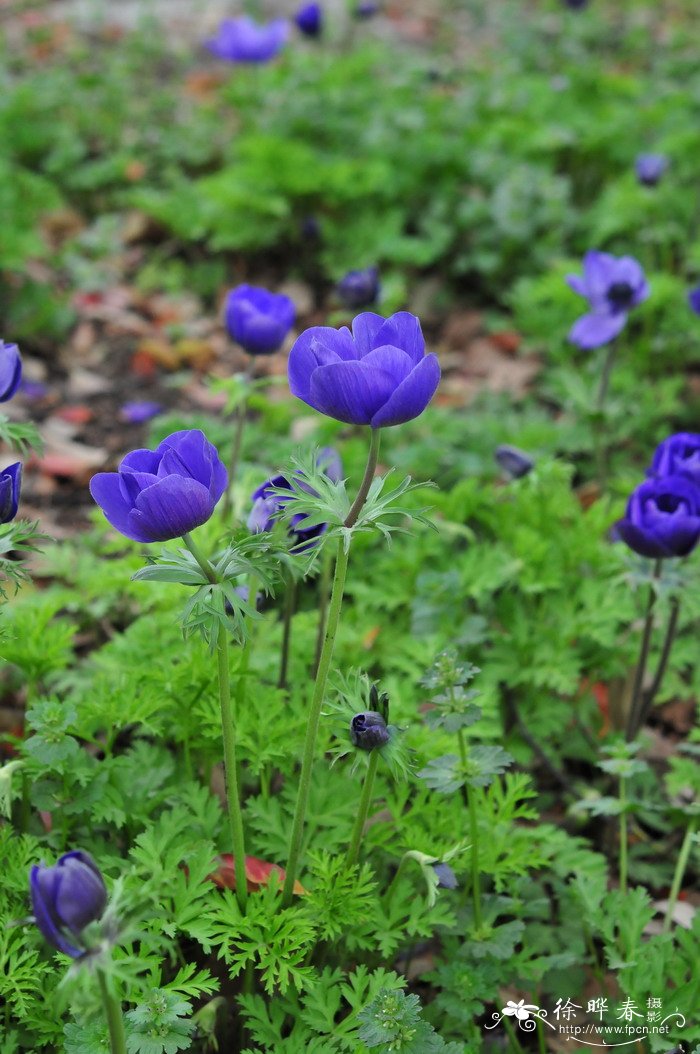 福克银莲花Anemone ‘Mr.Fokker’