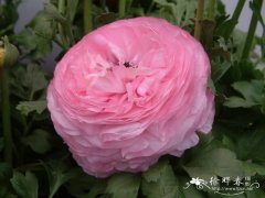 花毛茛Ranunculus asiaticus