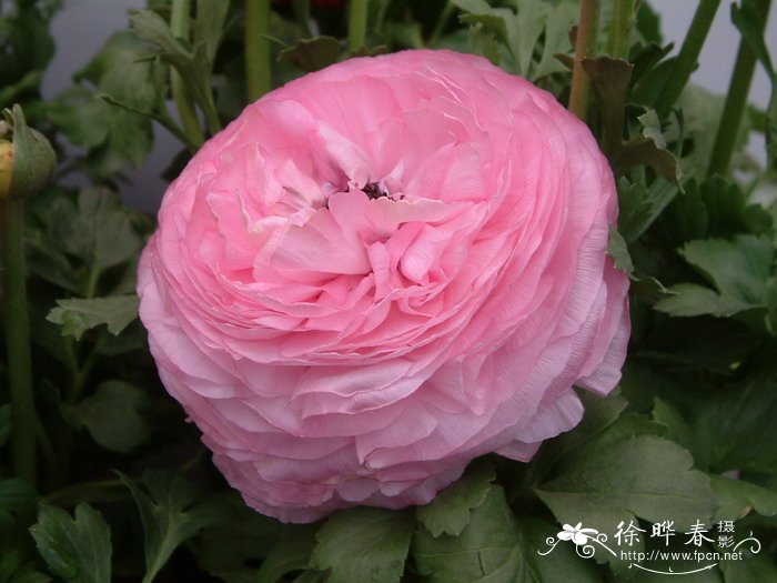 花毛茛Ranunculus asiaticus 花毛茛Ranunculus asiaticus