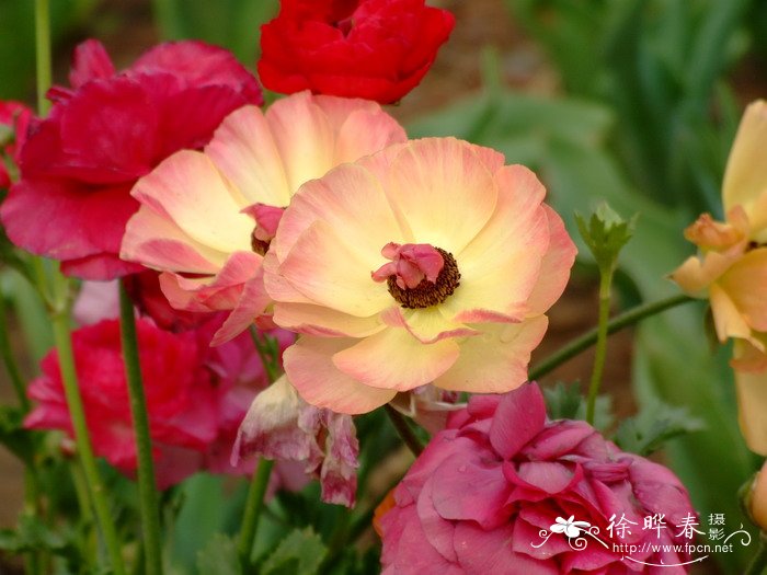 花毛茛Ranunculus asiaticus 花毛茛Ranunculus asiaticus