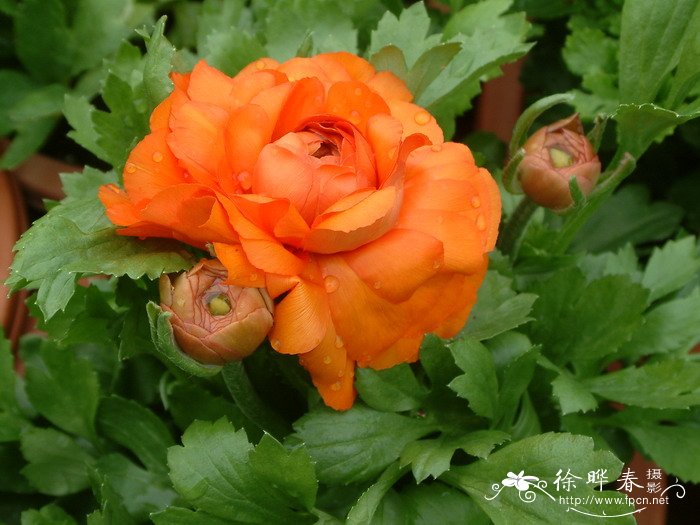 花毛茛Ranunculus asiaticus