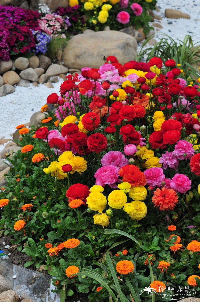 花毛茛Ranunculus asiaticus 花毛茛Ranunculus asiaticus