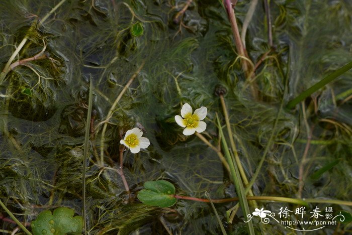水毛茛Batrachium bungei 水毛茛Batrachium bungei