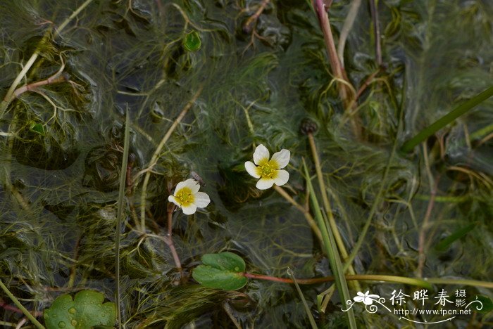 水毛茛Batrachium bungei