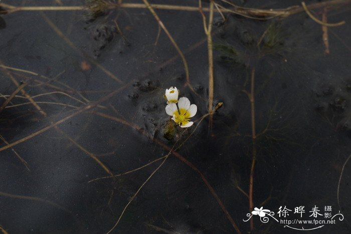 水毛茛Batrachium bungei 水毛茛Batrachium bungei