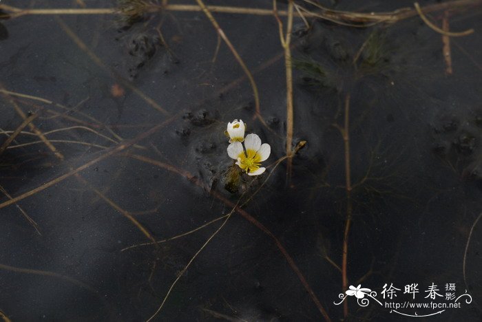 水毛茛Batrachium bungei