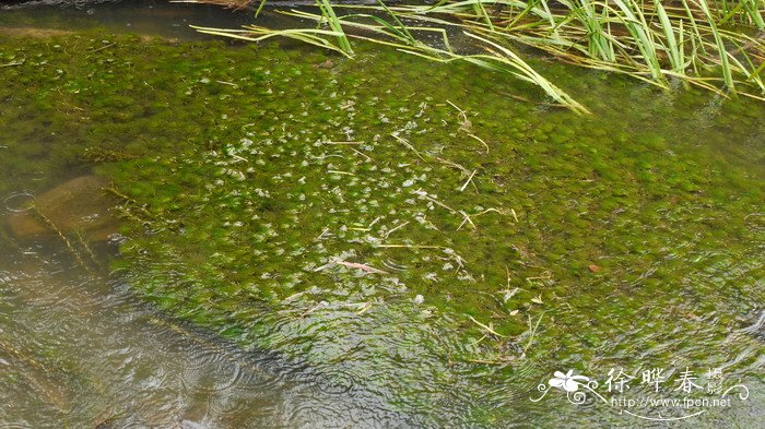水毛茛Batrachium bungei