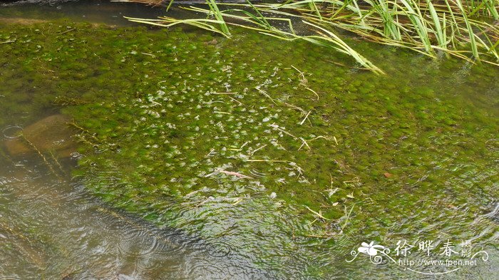 水毛茛Batrachium bungei 水毛茛Batrachium bungei