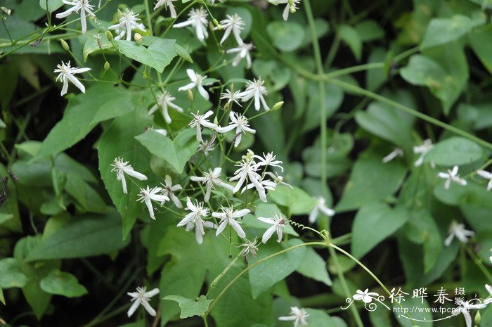 威灵仙Clematis chinensis 威灵仙Clematis chinensis