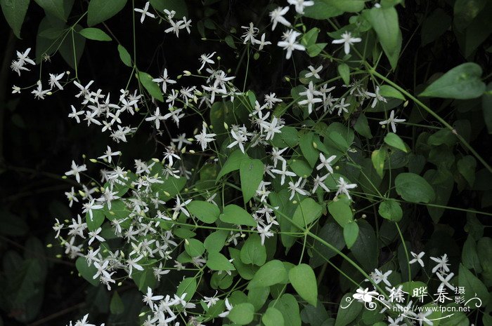 威灵仙Clematis chinensis 威灵仙Clematis chinensis