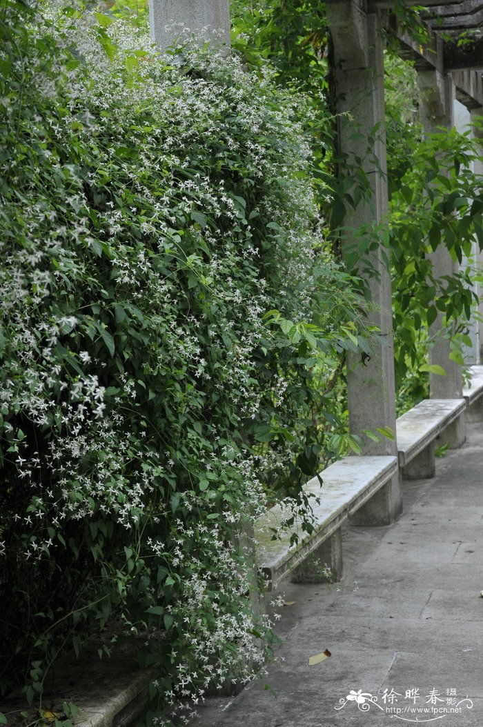 威灵仙Clematis chinensis 威灵仙Clematis chinensis