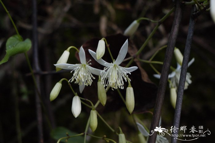 厚叶铁线莲Clematis crassifolia