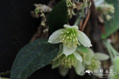 滑叶藤Clematis fasciculiflora