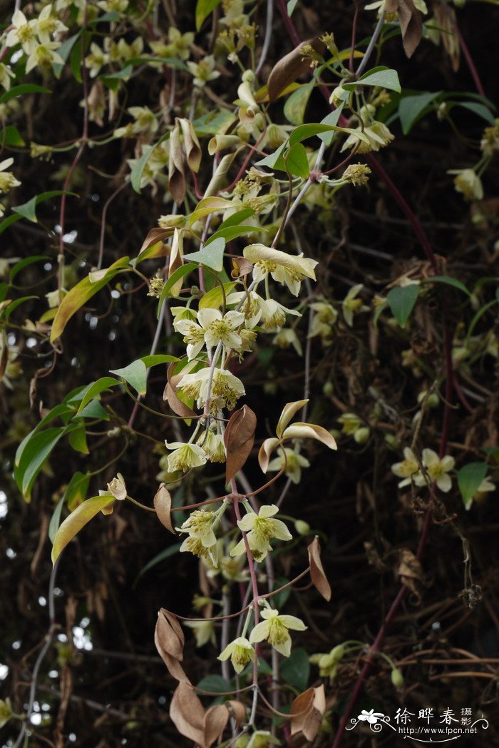 滑叶藤Clematis fasciculiflora 滑叶藤Clematis fasciculiflora