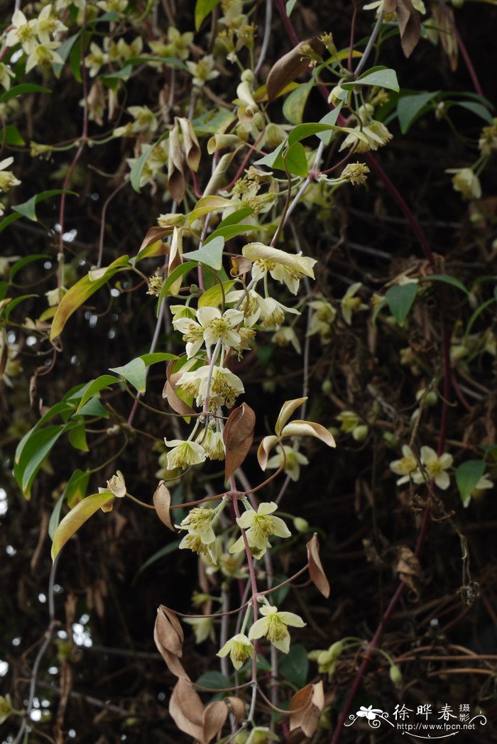 滑叶藤Clematis fasciculiflora