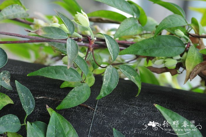滑叶藤Clematis fasciculiflora 滑叶藤Clematis fasciculiflora