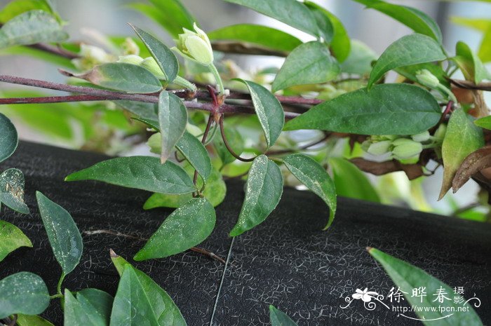 滑叶藤Clematis fasciculiflora