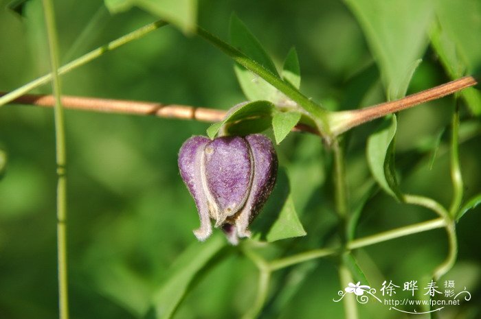 紫花铁线莲Clematis fusca var. violacea