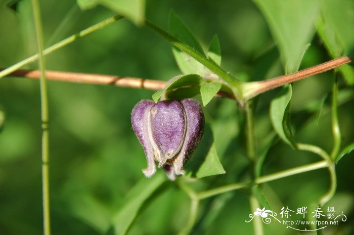 紫花铁线莲Clematis fusca var. violacea 紫花铁线莲Clematis fusca var. violacea