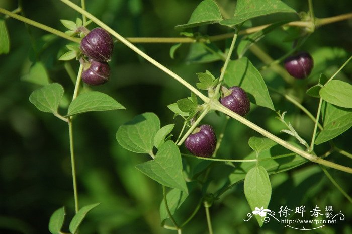 紫花铁线莲Clematis fusca var. violacea 紫花铁线莲Clematis fusca var. violacea