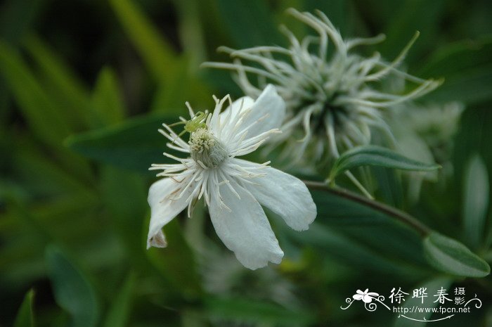 棉团铁线莲Clematis hexapetala