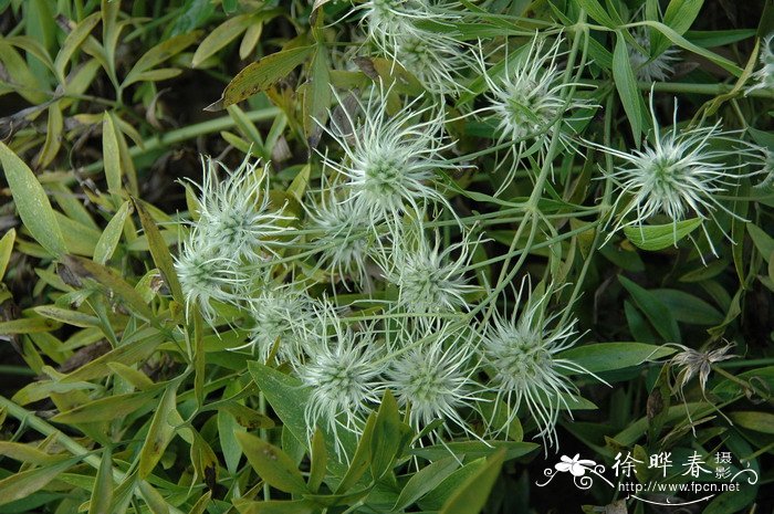 棉团铁线莲Clematis hexapetala