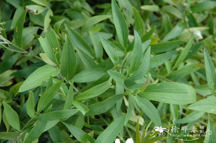 棉团铁线莲Clematis hexapetala 棉团铁线莲Clematis hexapetala
