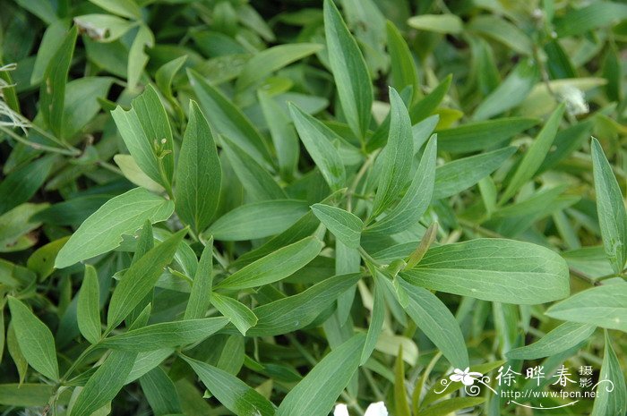 棉团铁线莲Clematis hexapetala