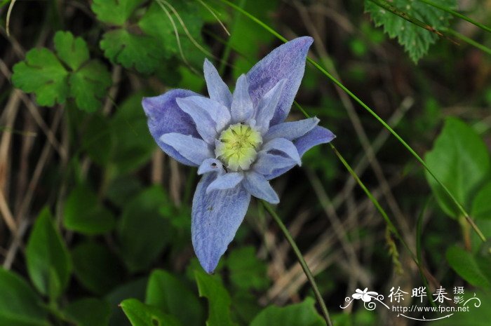 长瓣铁线莲Clematis macropetala 长瓣铁线莲Clematis macropetala