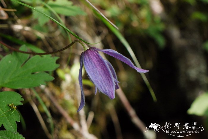 长瓣铁线莲Clematis macropetala 长瓣铁线莲Clematis macropetala