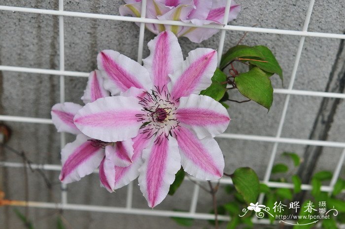 杂种铁线莲Clematis hybrids 杂种铁线莲Clematis hybrids