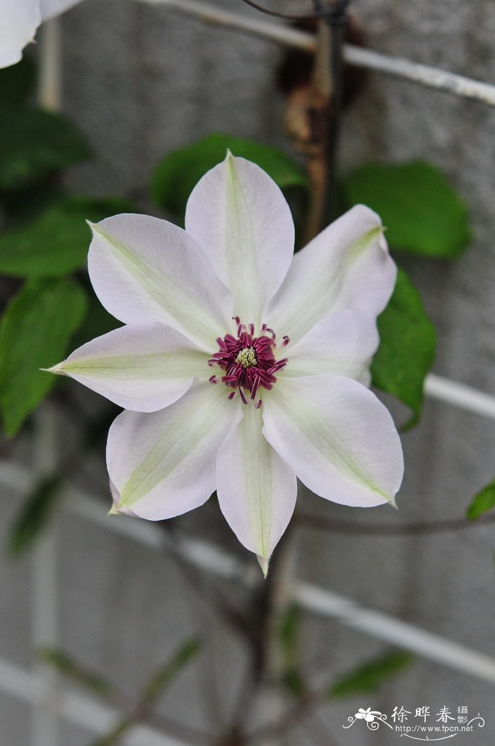 杂种铁线莲Clematis hybrids 杂种铁线莲Clematis hybrids