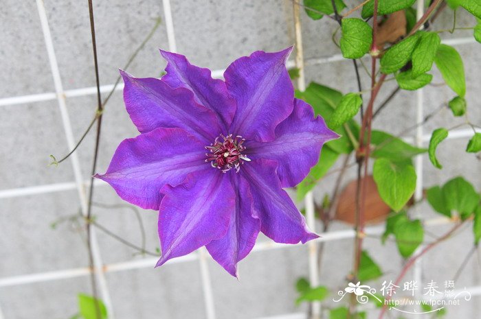 杂种铁线莲Clematis hybrids 杂种铁线莲Clematis hybrids