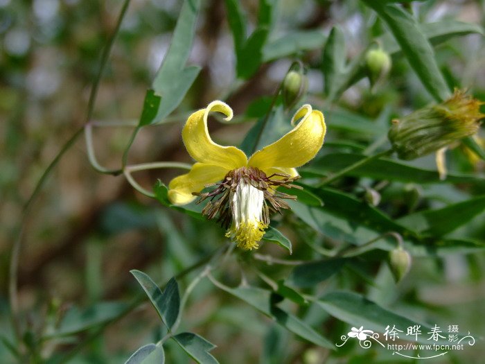 黄花铁线莲Clematis intricata