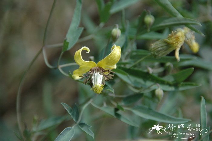 黄花铁线莲Clematis intricata 黄花铁线莲Clematis intricata