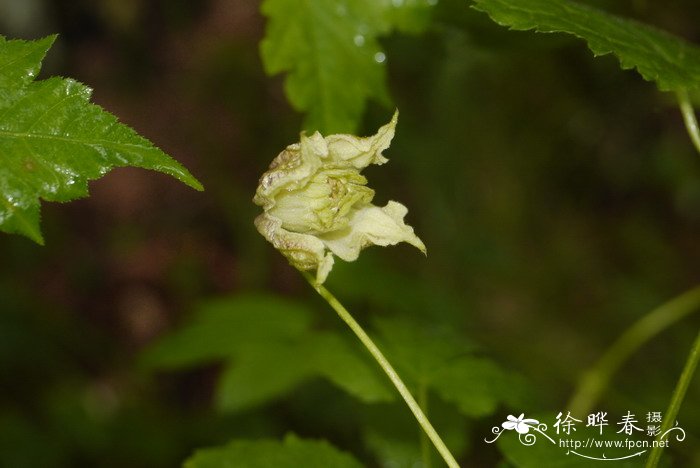 朝鲜铁线莲Clematis koreana