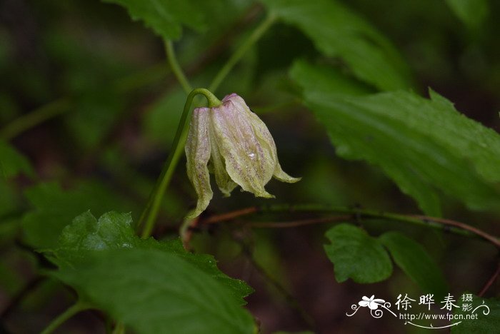 朝鲜铁线莲Clematis koreana 朝鲜铁线莲Clematis koreana