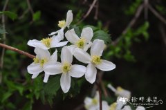 绣球藤Clematis montana