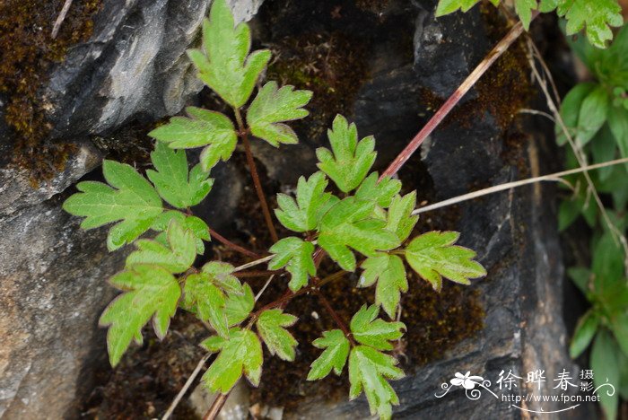 绣球藤Clematis montana 绣球藤Clematis montana